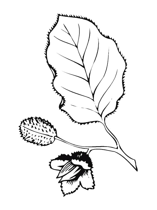 Plansa de colorat cu Frunze 28 21